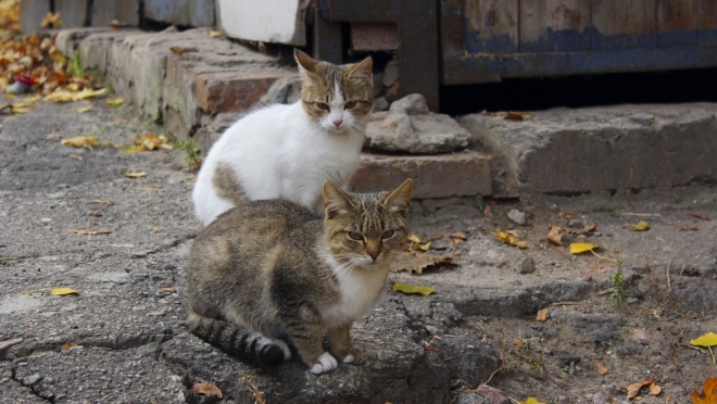 С наступлением холодов бездомные животные выбирают необычные места для ночёвки