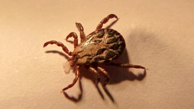 В Марий Эл началась атака клещей