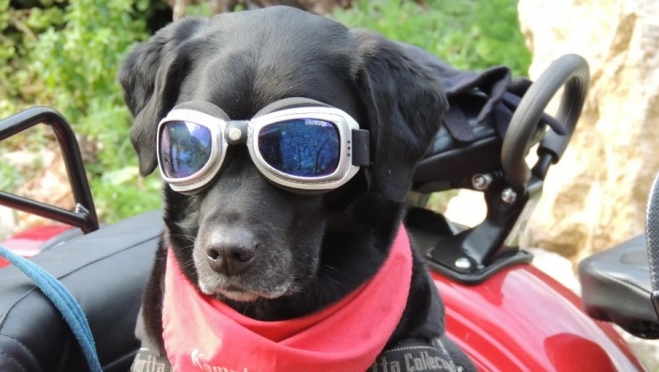 Жителей Марий Эл не будут штрафовать за просроченные права