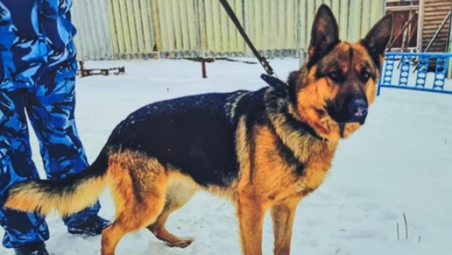 Кинологи ПФО ищут новых хозяев для служебных дрессированных собак