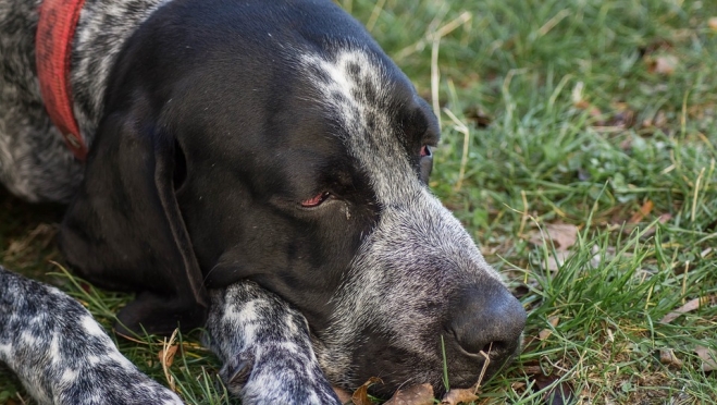 В Медведевском районе у охотника украли собаку