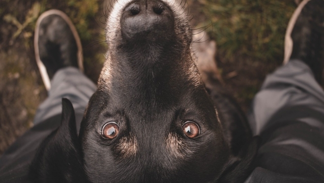 Uber на пешеходном переходе у «витаминки» сбил собаку