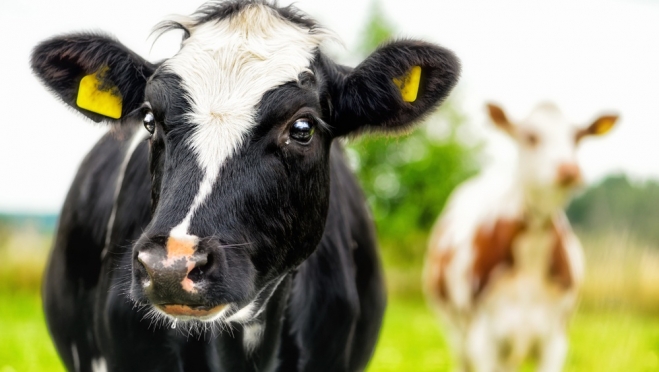 Ветеринары Марий Эл делают ставку на биопродукцию голштинской и чёрно-пёстрой породы коров