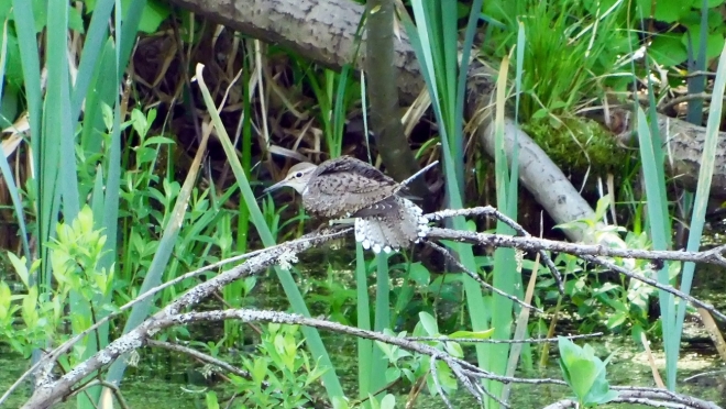 Пруд Ботанического сада в Йошкар-Оле облюбовал кулик