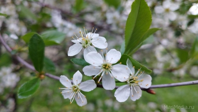 В Марий Эл на этой неделе воздух прогреется до +26ºС