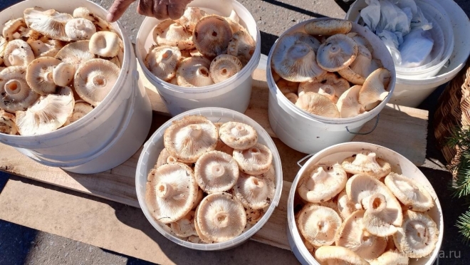 Грибной бум в Марий Эл: сколько стоят грибы и рецепт засолки груздей