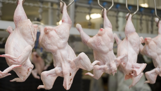 В продукции марийской птицефабрики нашли сальмонеллу