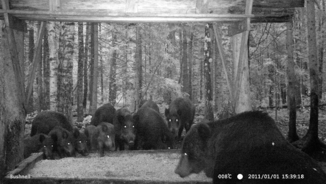 Экологи Марий Эл поделились редкими кадрами трапезы медведя и кабанов