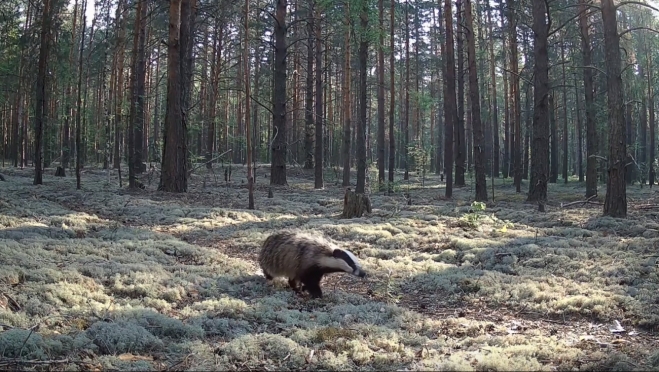 На звериной тропе в заповеднике Марий Эл подглядели за куницей, барсуком и медведем
