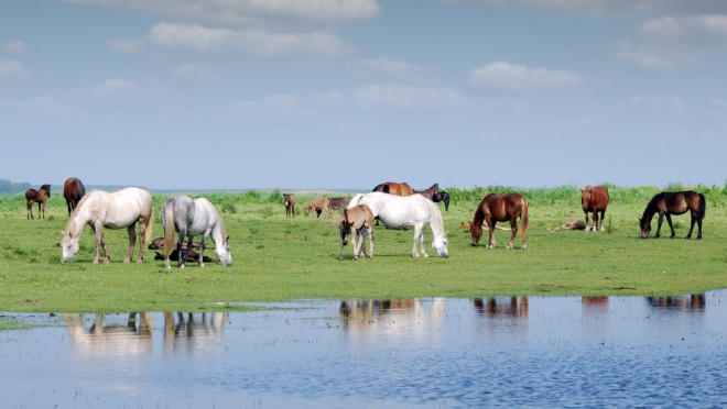 20 мая — Купальница