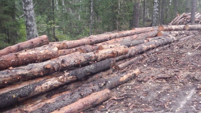 Похитителя ветровальных деревьев в Марий Эл поймали с поличным