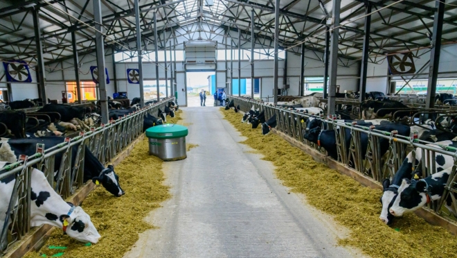 В Марий Эл выросли объёмы производства продукции животноводства