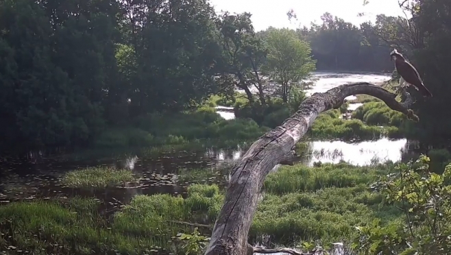 У озера Капсино в Марий Эл заметили редкую краснокнижную птицу