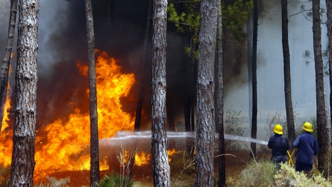 В Юринском районе отменяется фестиваль «Васильевский огурец» из-за лесного пожара
