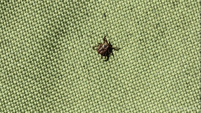 В Марий Эл зарегистрировано девять случаев клещевого боррелиоза