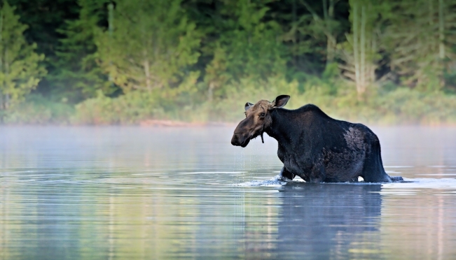 Стартовал самый масштабный российский фотоконкурс дикой природы
