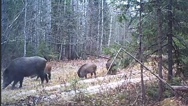 В фотоловушку заповедника «Большая Кокшага» вновь попались дикие кабаны