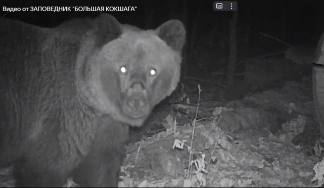 В марийском заповеднике в объектив фотокамеры заглянул медведь