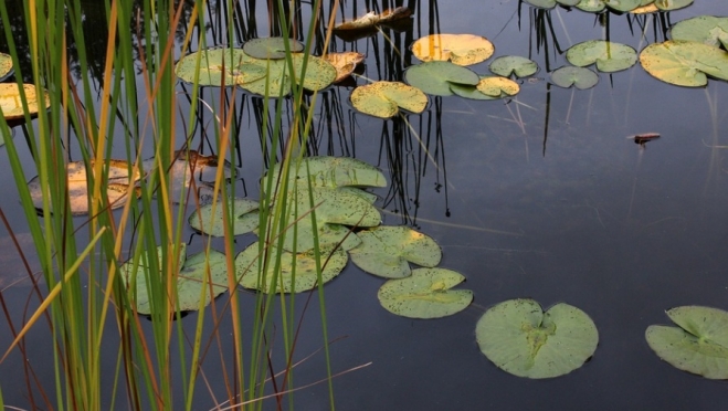 В Советском районе утонул пенсионер