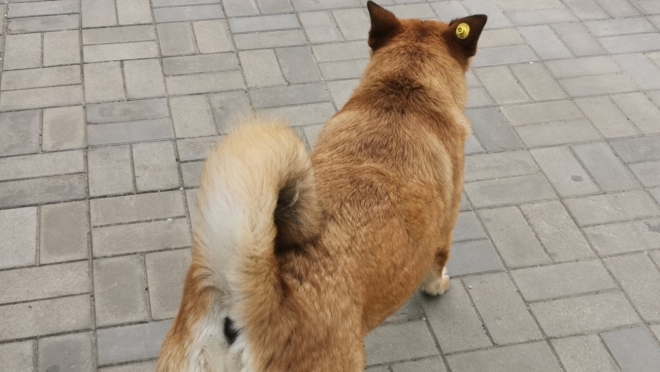 У бездомных животных есть свой праздник