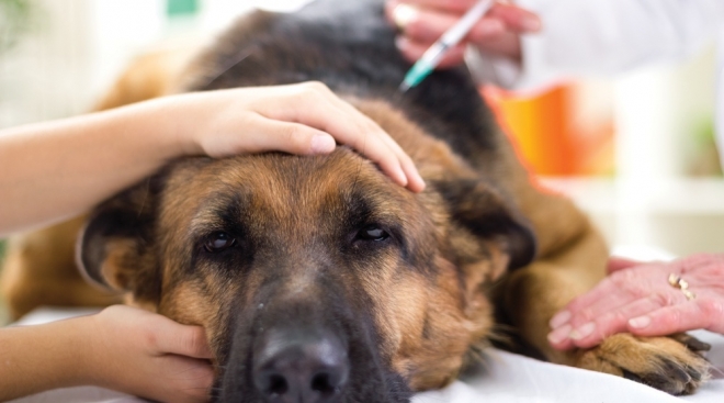 В Девятом микрорайоне Йошкар-Олы бесплатно вакцинируют домашних животных