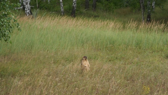 В Марий Эл насчитали 315 сурков-байбаков