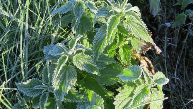 В Марий Эл ожидаются заморозки