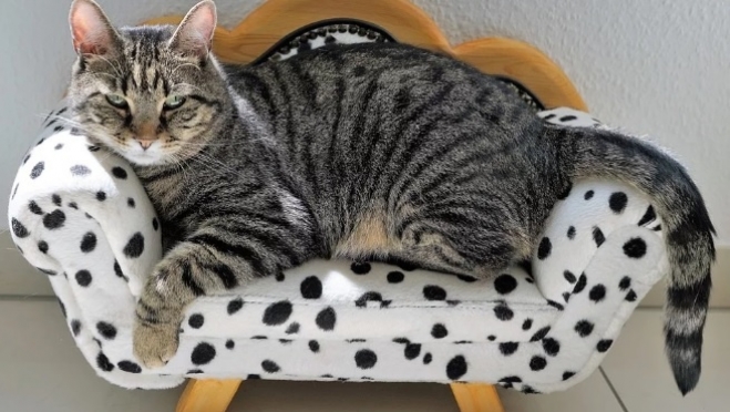 В Казани появилась первая государственная гостиница для животных