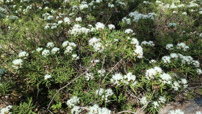 На болотах Марий Эл цветёт ядовитое растение, отпугивающее комаров