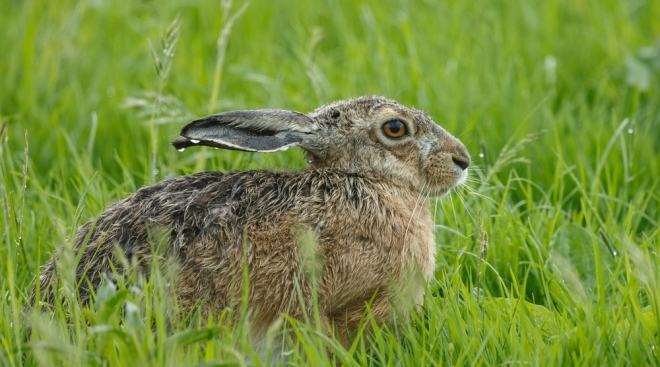 Что делать, если нашли дикое животное