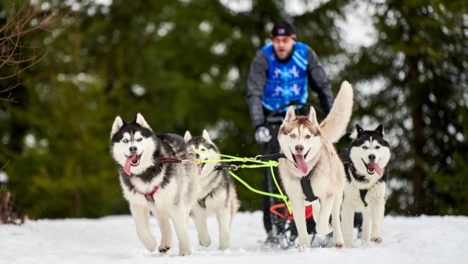 В феврале в Марий Эл ожидается появление новых для республики видов спорта