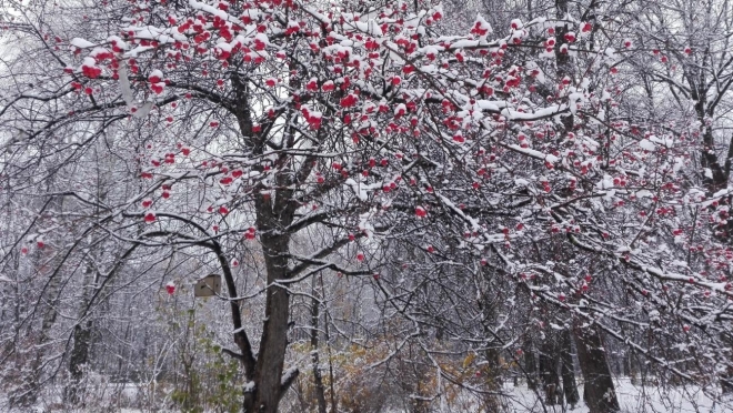 В выходные в Марий Эл ожидается первый снег