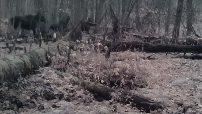 В марийском заповеднике подглядели за семьёй лосей