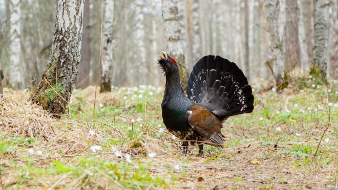 Сегодня по марийскому календарю наступил 7531 год