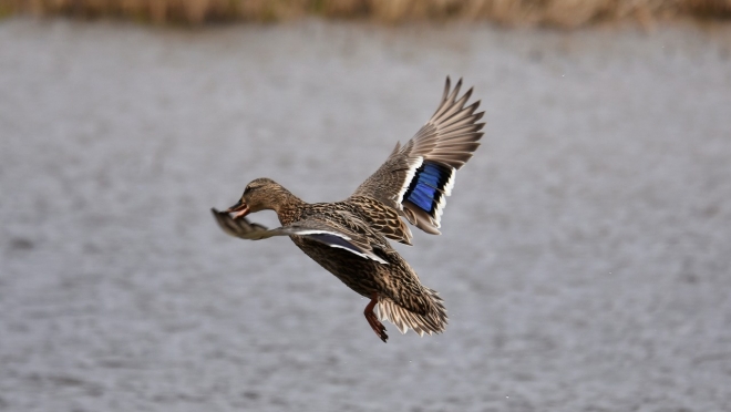Охотникам Марий Эл предлагают фотографировать свою добычу