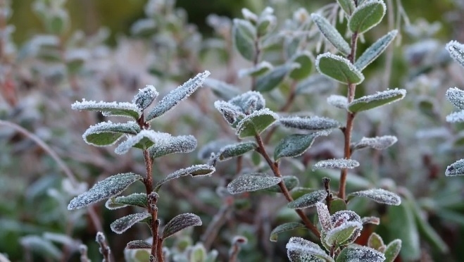 Синоптики обещают заморозки в Марий Эл