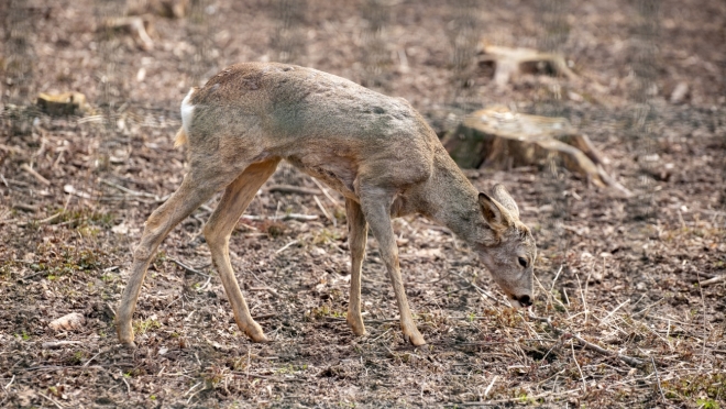 В Сернурском районе планируют строительство вольера для разведения оленей