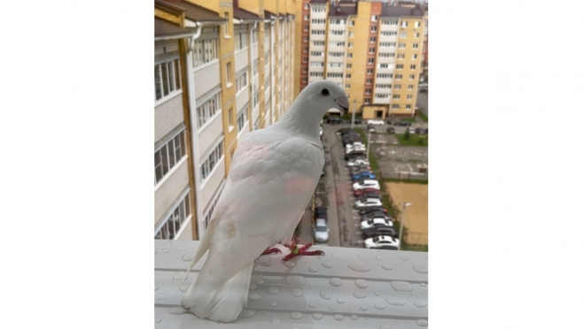 В Медведево «потерялся» окольцованный белоснежный голубь