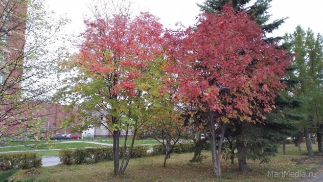 Бабье лето может вернуться в Марий Эл в октябре