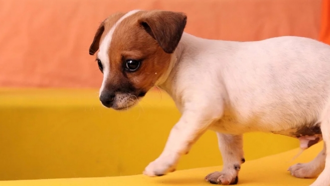 За издевательство над щенком житель Марий Эл приговорён к обязательным работам