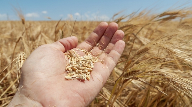 В Марий Эл собрано 360 тысяч тонн зерна