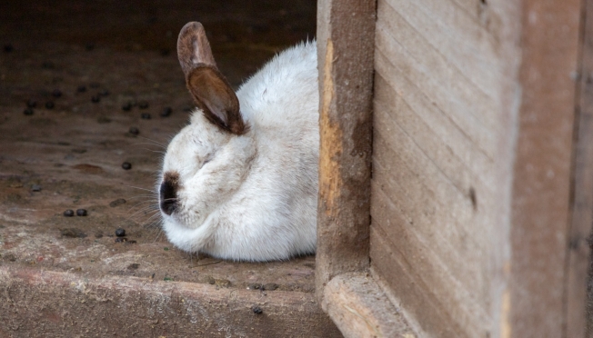 Новые ветеринарные правила содержания кроликов