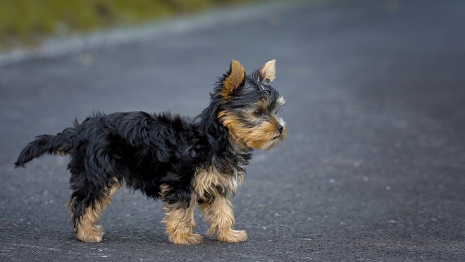 Водитель микроавтобуса пожалел собаку и спровоцировал ДТП