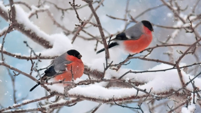 Жителей Марий Эл на этой неделе ждут «температурные качели»