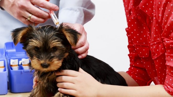 Йошкар-Олинская горСББЖ утвердила график работы в февральские праздники