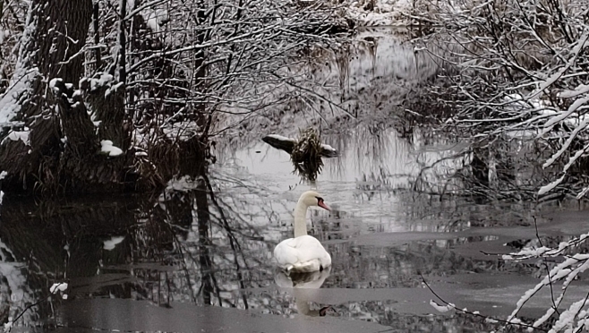 Спасатель лебедей из Советского района согласился приютить ещё одну птицу