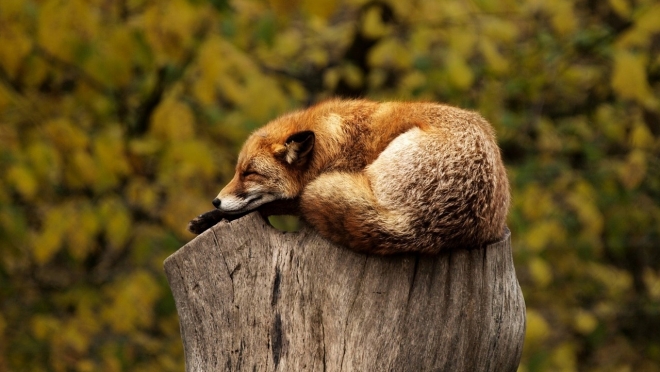 В Марий Эл продолжают вакцинировать диких животных от бешенства