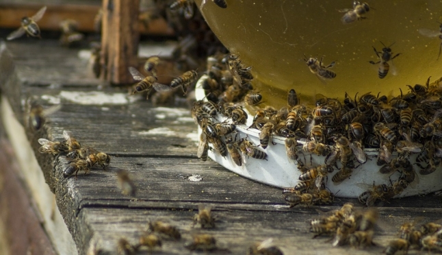 Гибель пчёл стала толчком возврата госконтроля за применением пестицидов