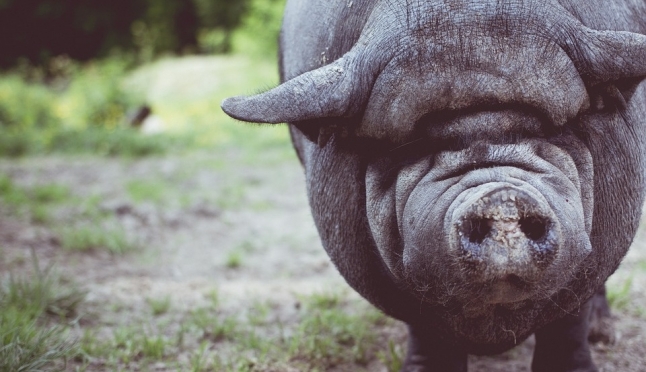В Нижегородской области уничтожено 400 свиней