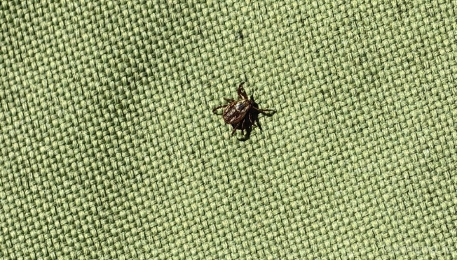 Осенью в Марий Эл активность клещей остаётся достаточно высокой